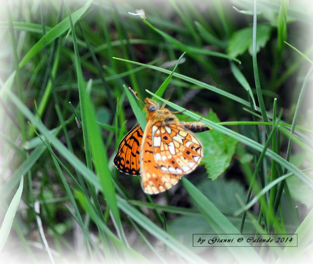 Mellicta athalia? - No, Boloria selene